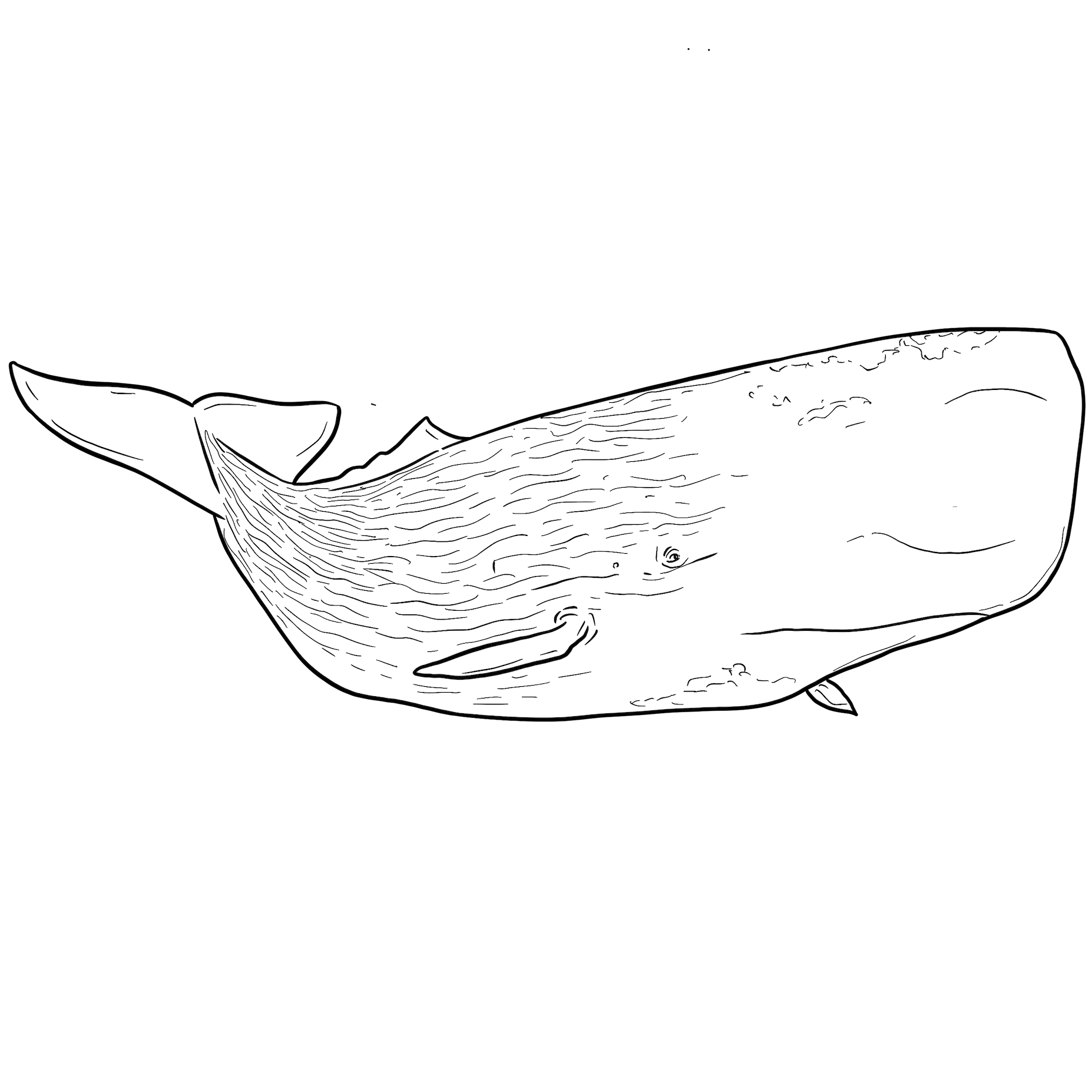 The Sperm Whale The Sperm Whale