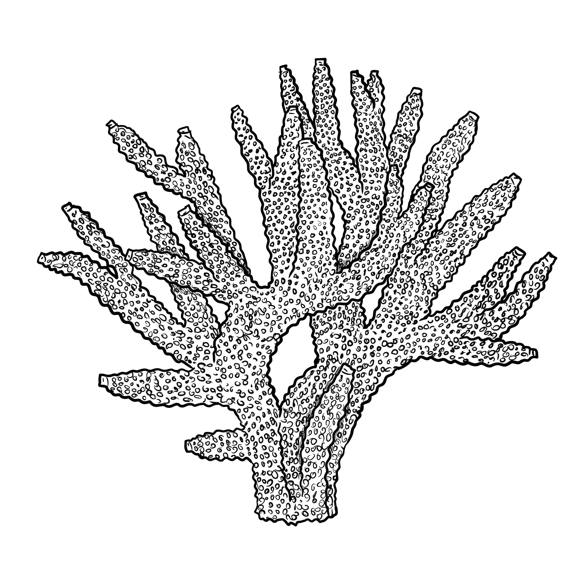 The Staghorn Coral The Staghorn Coral