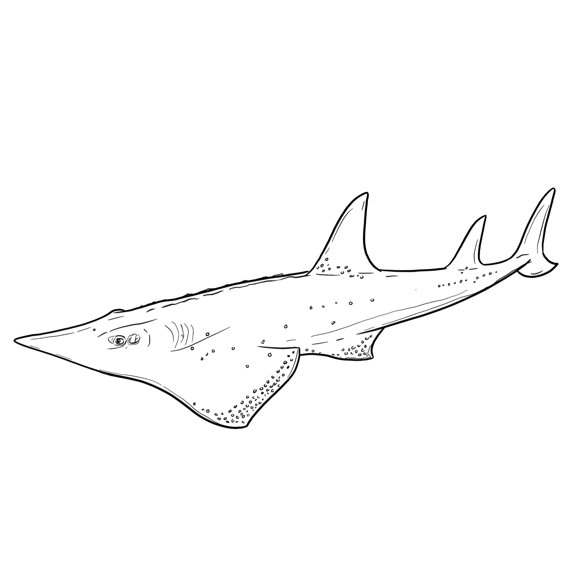 The White Spotted Wedgefish The White Spotted Wedgefish