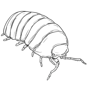 The Woodlouse