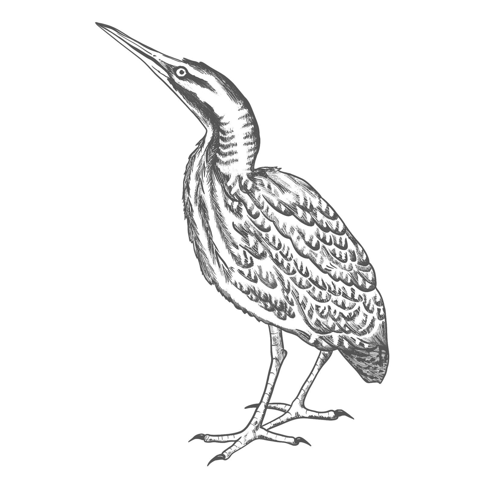 The Bittern