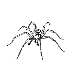 The House Spider