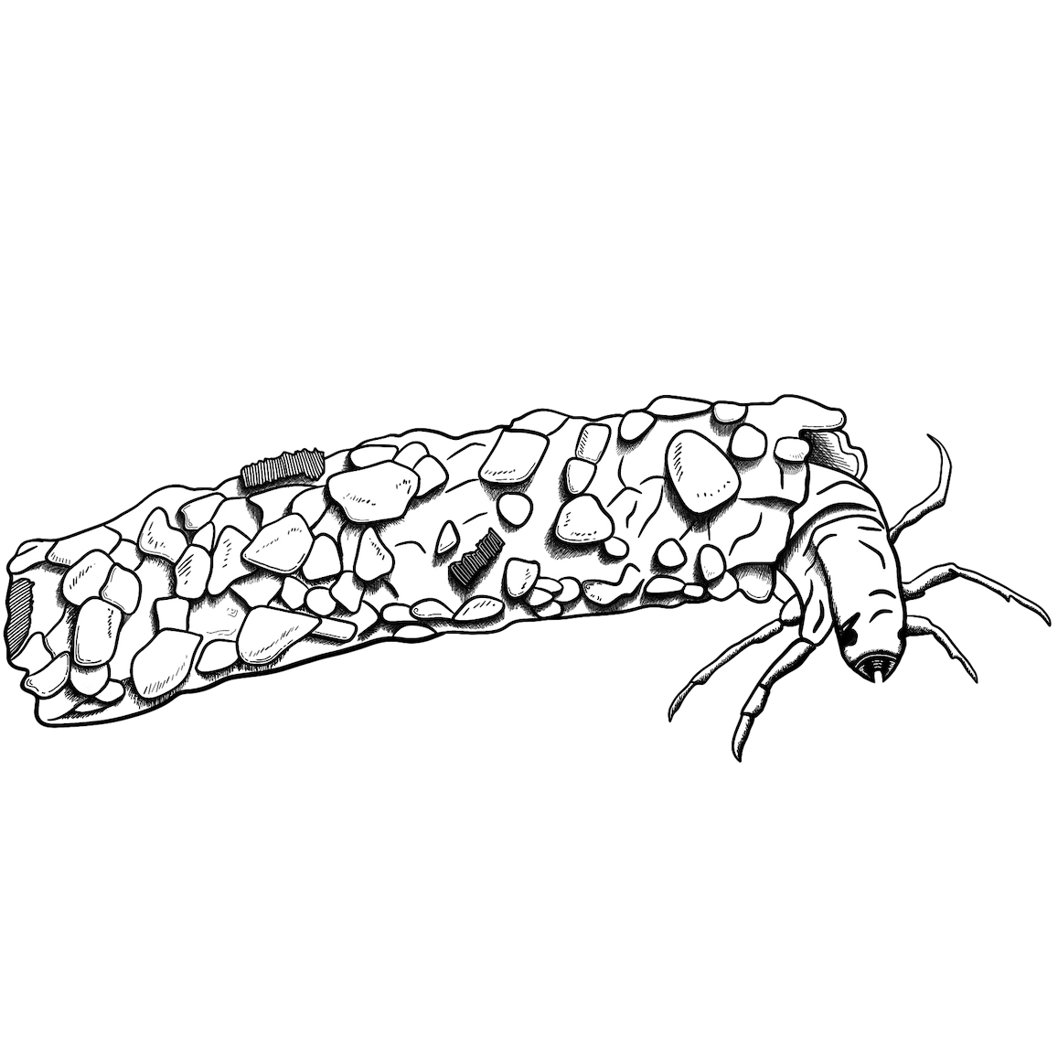 The Caddis Fly