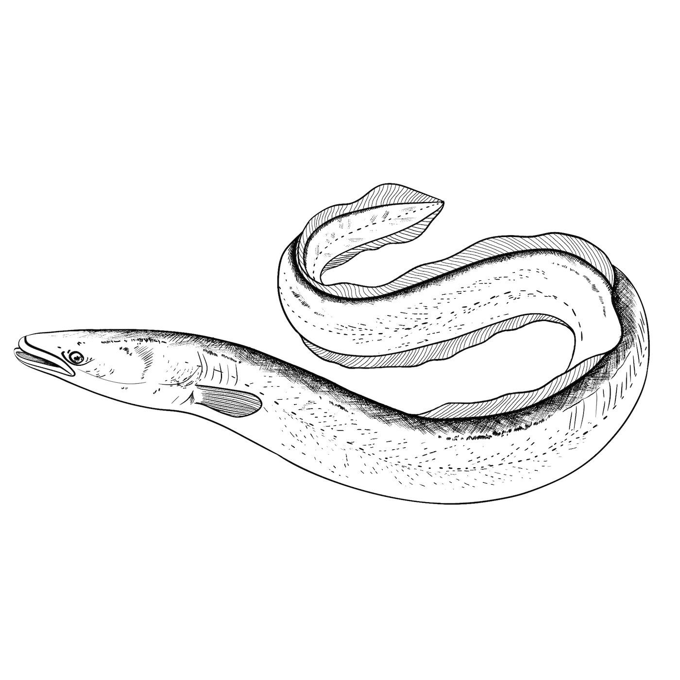 The European Eel