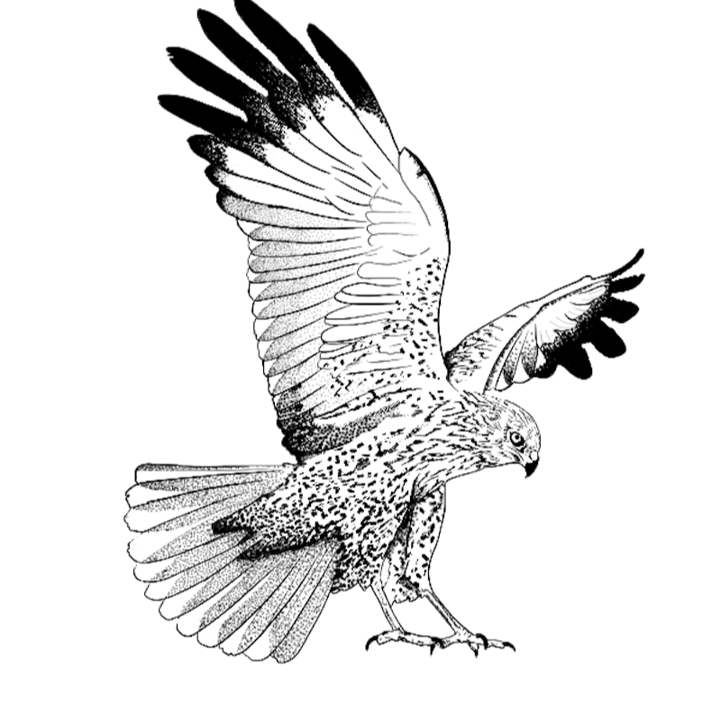 The Marsh Harrier