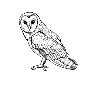 #011 The Barn Owl