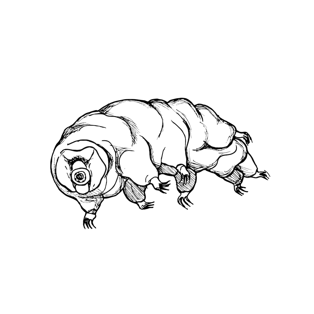 The Tardigrade