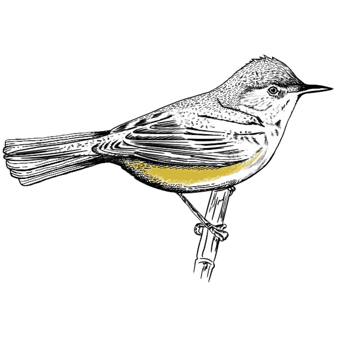 The Reed Warbler