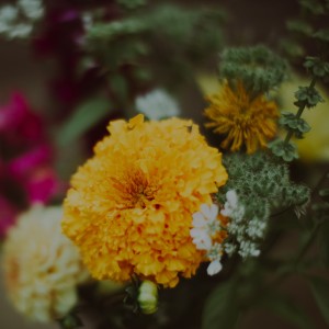 Nikki McComsey, Leah Remacle, + Abby Remacle - Gather Mountain Blooms