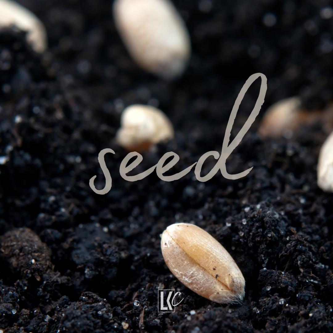 Seed | LoveKey Church Message of the Week Podcast | Heinz Winckler