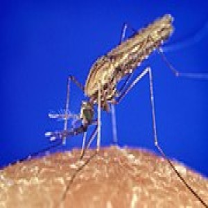 1.A  Malaria: its biology and history