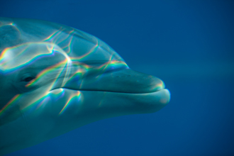 Bottlenose Dolphin