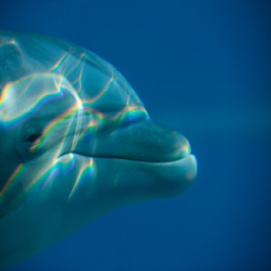 Bottlenose Dolphin