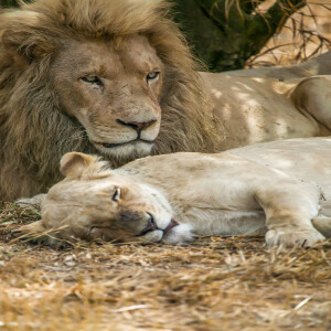 Lion King