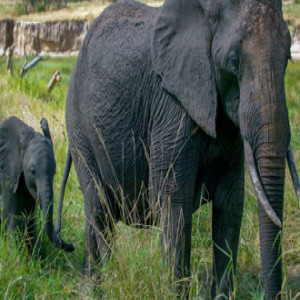 African Elephant