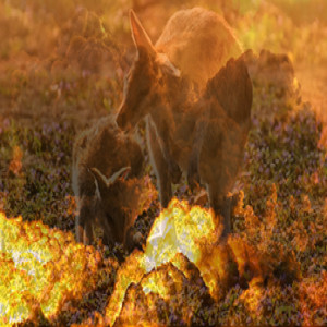 Western Gray Kangaroo