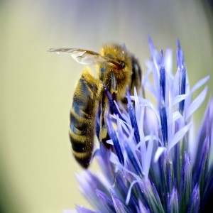 Western Honeybee