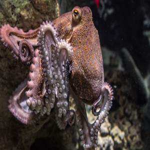 Galapagos octopus