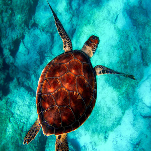 Green sea turtle