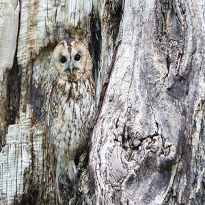 Northern Spotted Owl