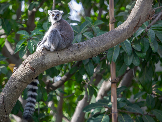 RingTailed lemur