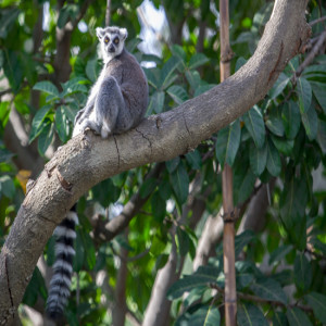 RingTailed lemur