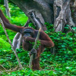 Sumatran Orangatan