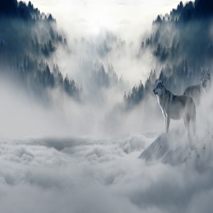 Western wolf