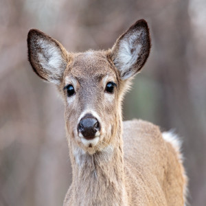 White-Tailed Deer