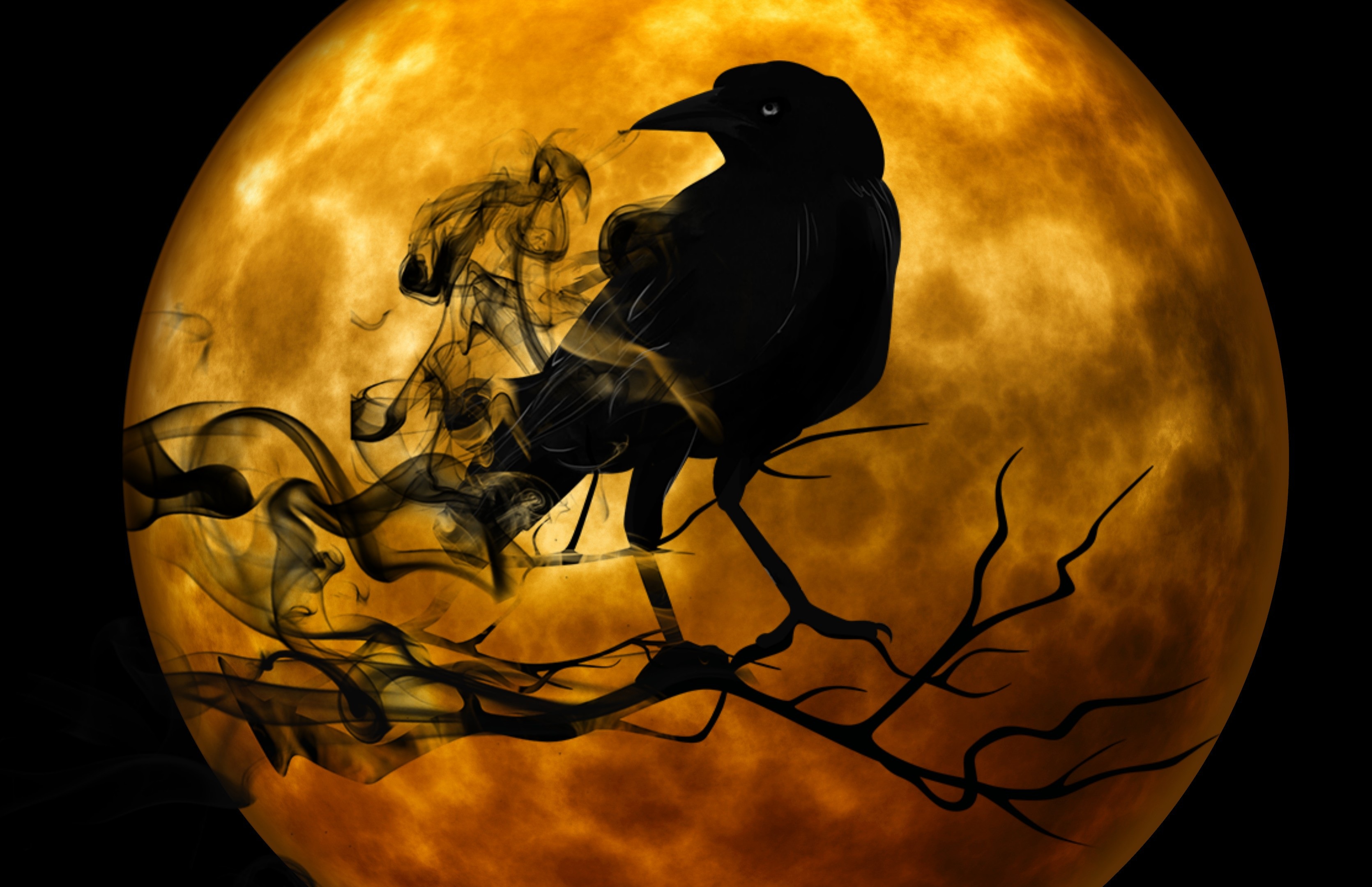 Common Raven