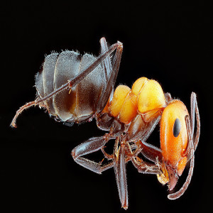 Worker Ant