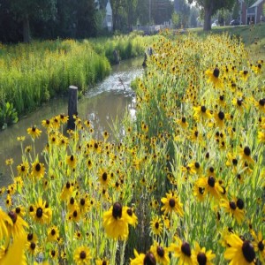 Riparian (Streamside) Buffers