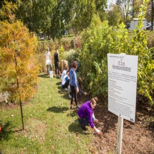 Winning with Rain Gardens