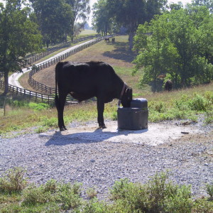 Cattle Production and Water Quality