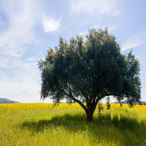 The Lamp, the Seed, and The Tree