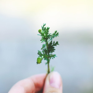 Aromaterapia: Mitos y Creencias