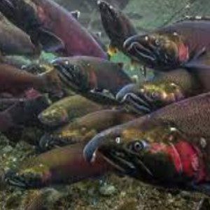 Salmon Habitat Restoration