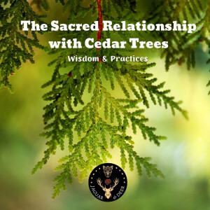 The Sacred Relationship with Cedar Trees: Wisdom & Practices