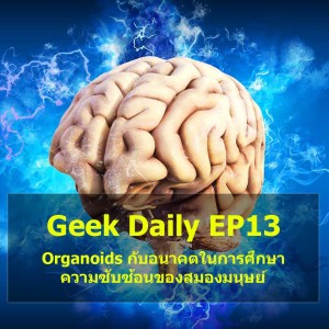 Geek Daily EP13 : Organoids กับอนาคตในการศึกษาความซับซ้อนของสมองมนุษย์