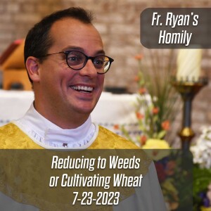 378. Fr. Ryan Homily - Reducing to Weeds or Cultivating Wheat?