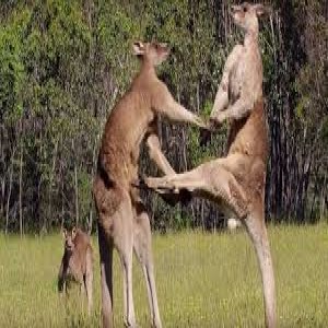 Episode 42: Killer Kangaroos