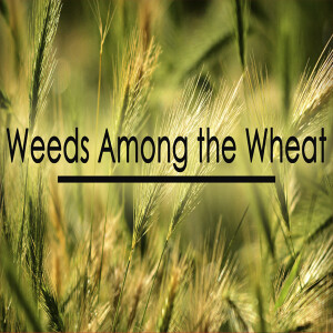 Weeds Among The Wheat (Matthew 13:21-30) - Matt Moore