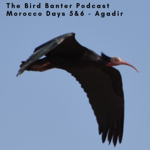 The Bird Banter Podcast:  Morocco Days 5 & 6 - Agadir
