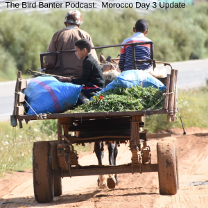 The Bird Banter Podcast: Morocco Day 3 Update