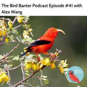The Bird Banter Podcast Episode #41 with Alex Wang