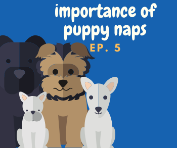 Importance of Puppy Naps