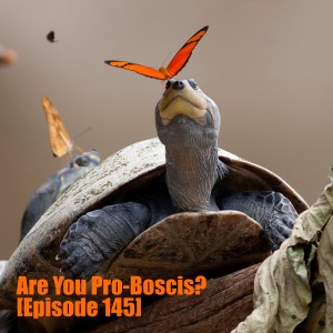 Are You Pro-Boscis? [Episode 145]