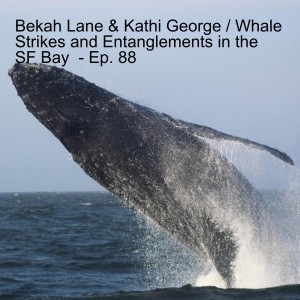 Bekah Lane & Kathi George / Whale Strikes and Entanglements in the SF Bay  - Ep. 88