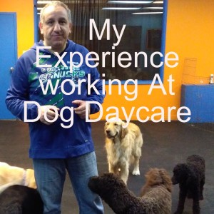 S2-E19-My Experience Working At Dog Daycare