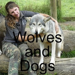 S2-E13- Similarities and the differences of wolves and dogs